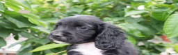 Cocker Spaniel dogs for sale:  Black male working cocker kc reg health tested - Advert 1
