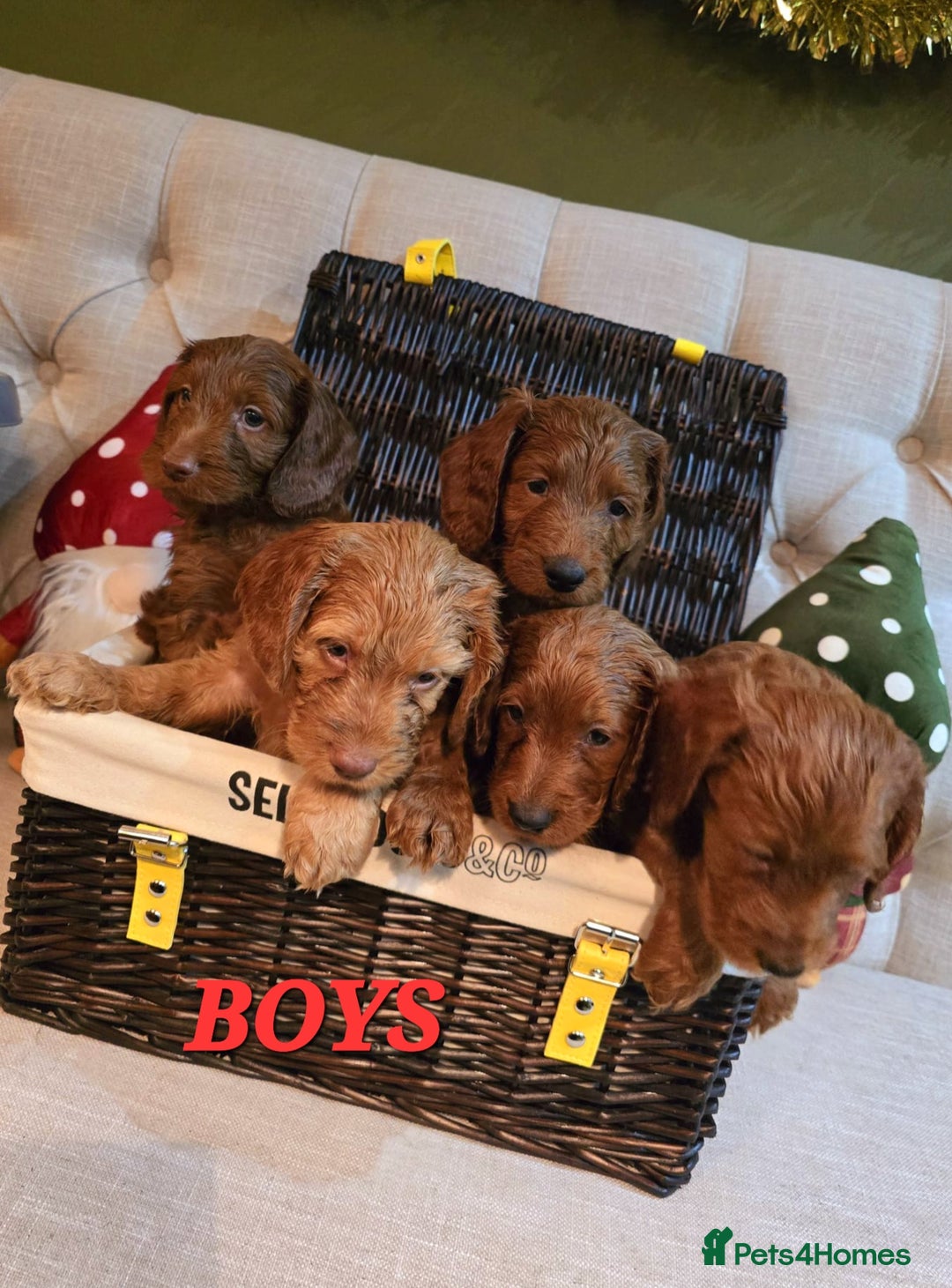 Cockapoo dogs for sale: F1 DNA hereditary clear cockapoos  - Advert 6