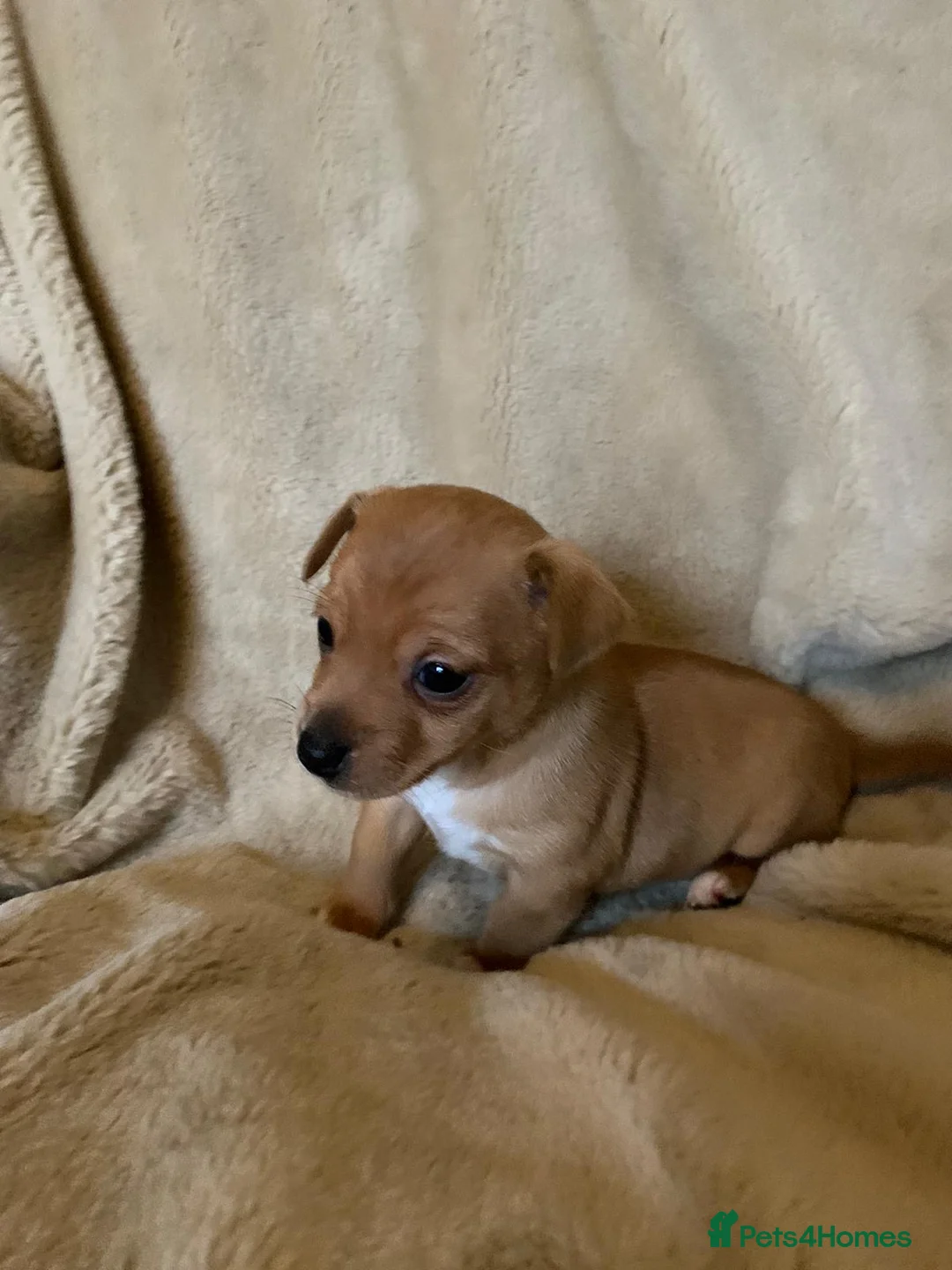Jack Russell dogs for sale: Exceptional unusual coloured mini JR puppies - Advert 24