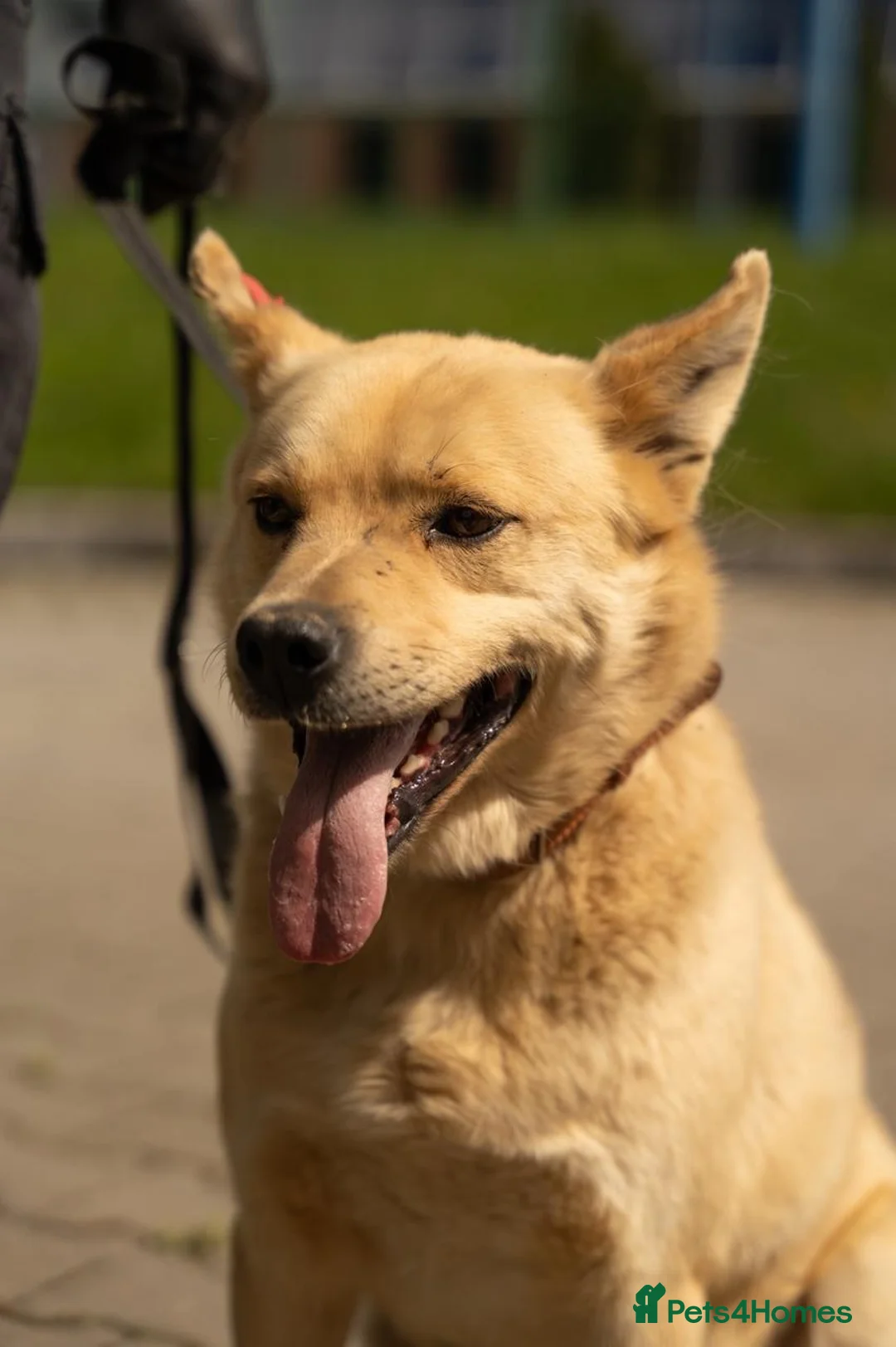 Mixed Breed dogs for adoption: 💙🐶 OSCAR – STEADY, SMART AND EASY TO TRUST in Burton-on-Trent - Advert 1