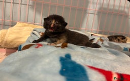 Mixed Breed cats for sale: 5 Gorgeous kittens for reserve - Image 13