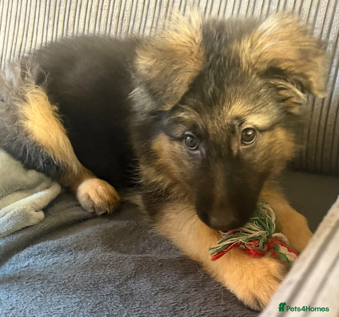 German Shepherd dogs for sale: Female German shepherd Black and Tan  - Advert 5