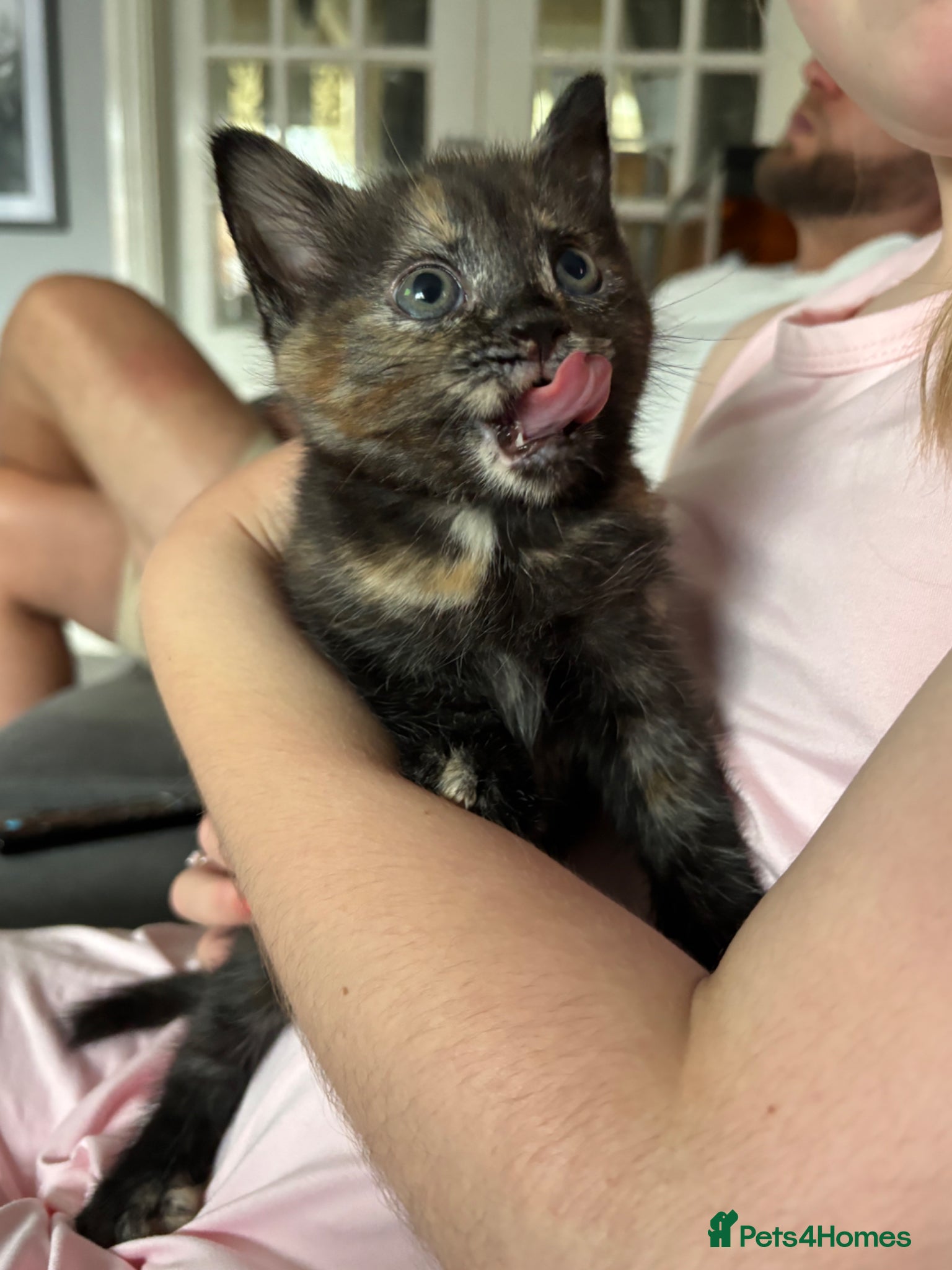 Mixed Breed cats for sale: Kittens , available 7th June!  - Advert 4