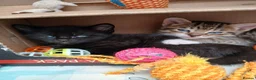 Mixed Breed cats for sale: 6 cute kittens for sale - Advert 19