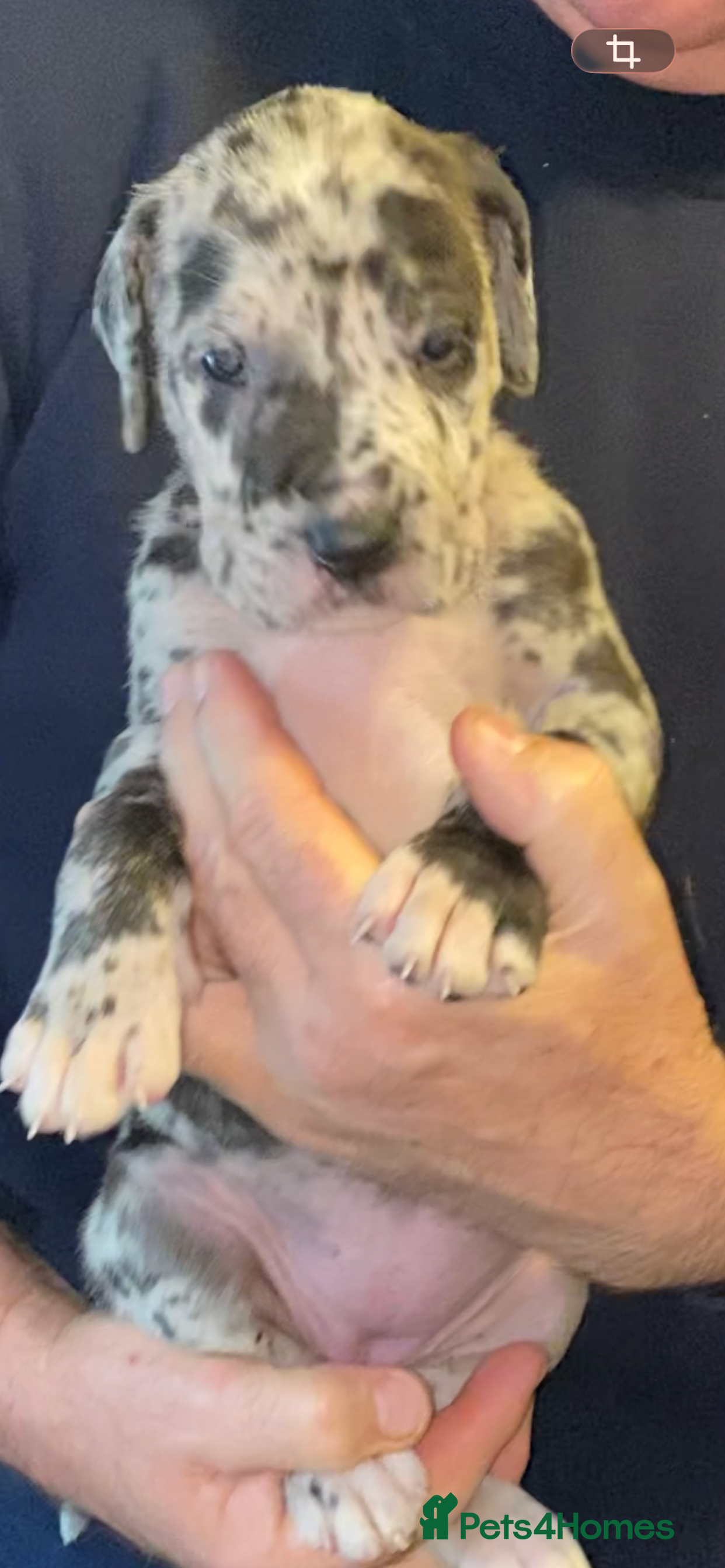 Great Dane dogs Beautiful kc reg Great Dane puppies - Advert 5