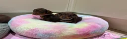 Miniature Dachshund dogs for sale: Chocolate & Tan Miniature Dachshund Pups  - Advert 4