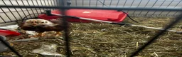 Chickens poultry for sale: Unsexed crested rock  and Rhode island red chick - Advert 2