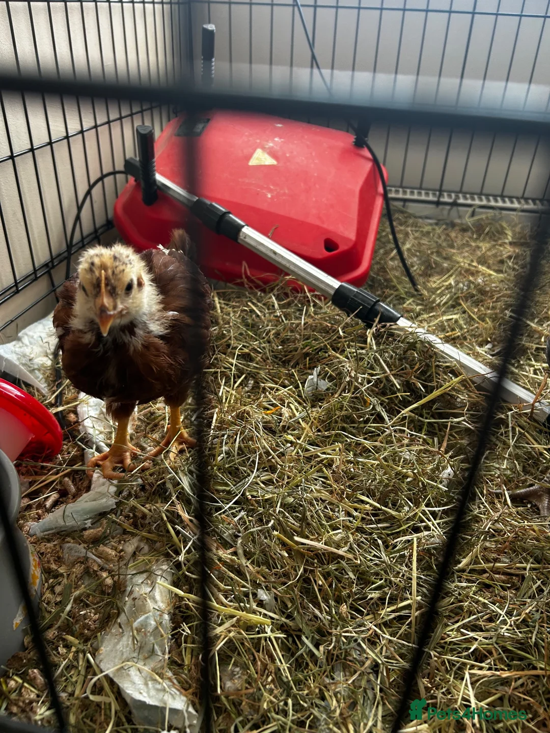 Chickens poultry for sale: Unsexed crested rock  and Rhode island red chick - Advert 2