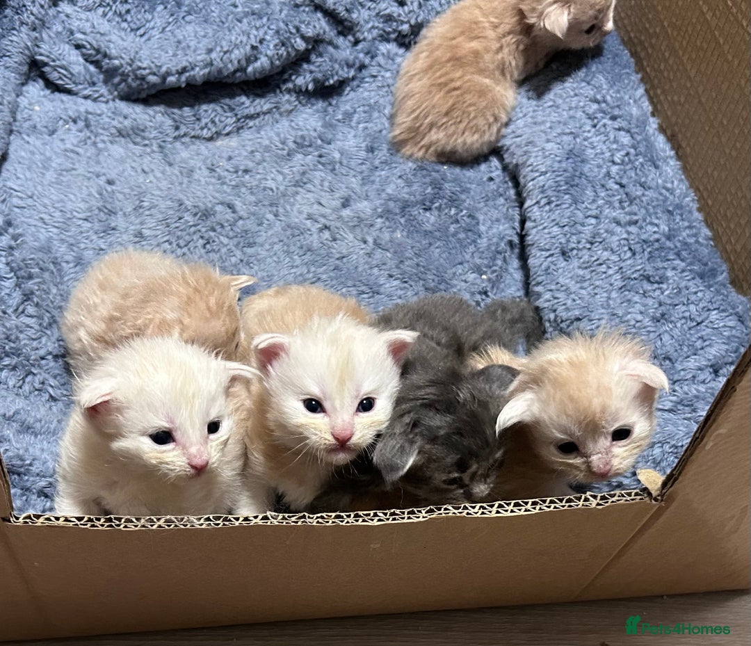 Maine Coon cats for sale: Beautiful full Maine Coon kittens ready now 😻 - Image 18