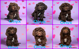 Cockapoo dogs for sale: ⭐️READY NOW⭐️Stunning DNA clear C f1 choc  - Image 2