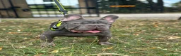 French Bulldog dogs for stud: Lilac testable fluffy frenchie French bulldog stud - Advert 19
