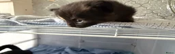 Mixed Breed cats for sale: 4 beautiful kittens for sale  - Advert 10