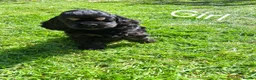American Cocker Spaniel dogs for sale: American Cocker Spaniel puppies  - Advert 15