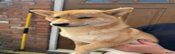 Japanese Shiba Inu dogs for sale: Shiba girls kc registered available  - Advert 7