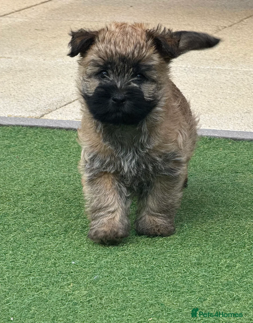Cairn Terrier dogs for sale: KC reg Female pup off health tested parents  - Advert 3
