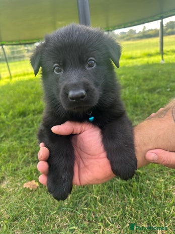 German Shepherd dogs - Advert 1