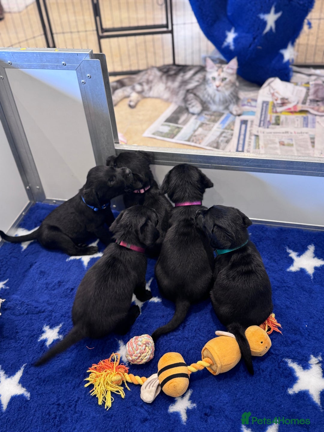 Labrador Retriever dogs for sale: Gorgeous KC Registered Labrador Retriever Puppies - Image 17