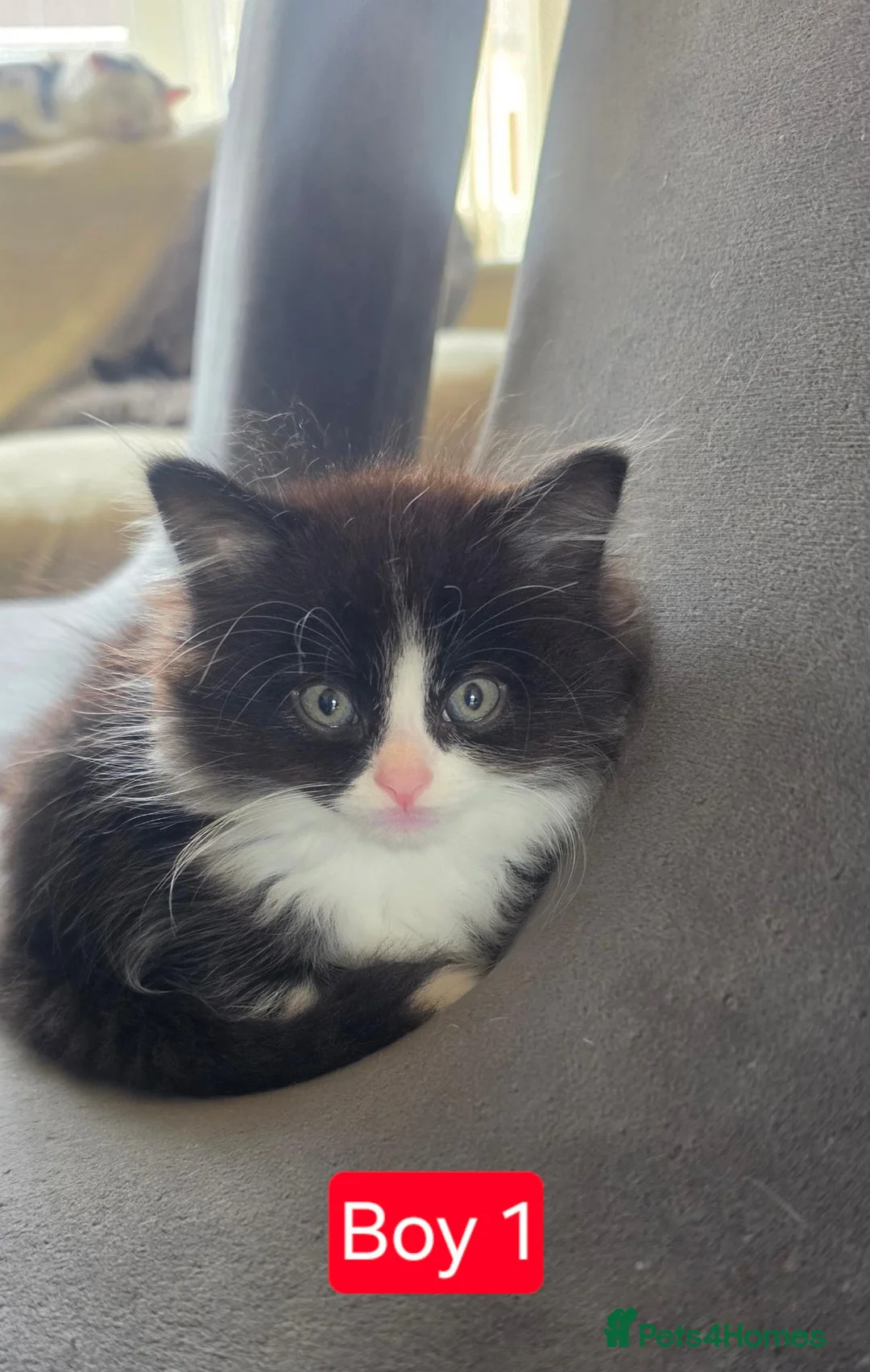 Mixed Breed cats for sale: Lovely Persian mix kittens for sale. Ready to go - Advert 19