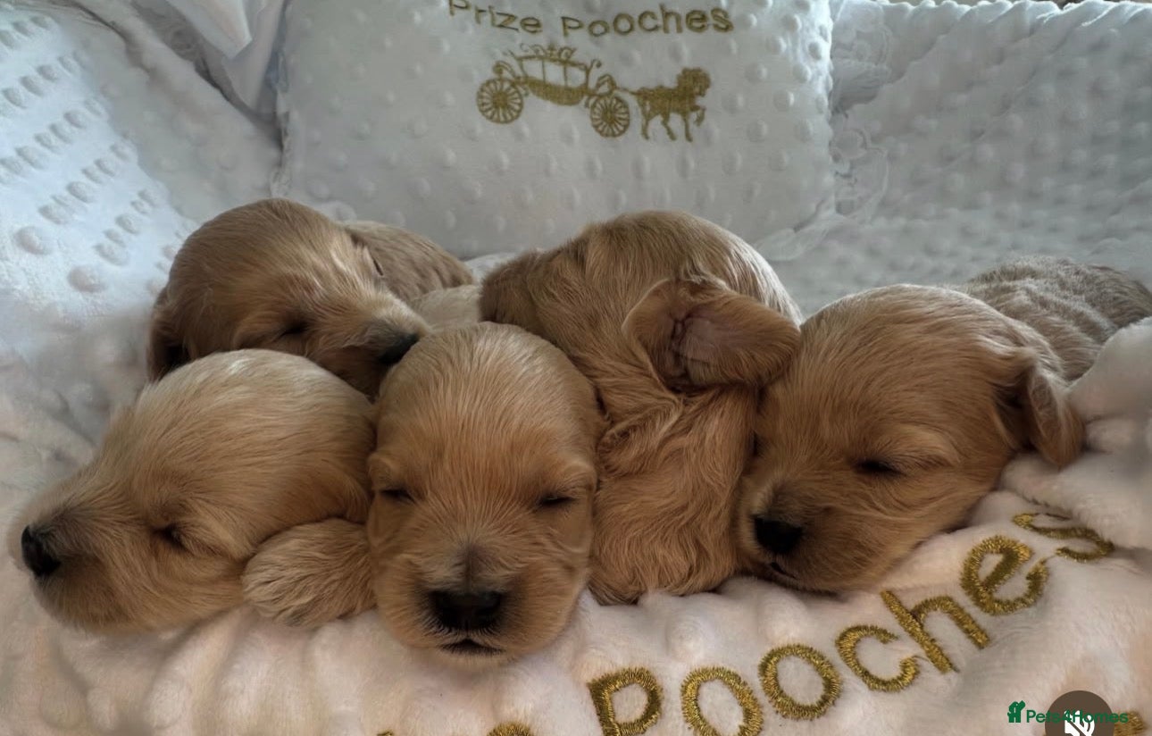 Maltipoo dogs ✨👑MALTIPOO PUPPIES 👑✨PARENTS KC✨HEALTH TESTED ✨ - Advert 7