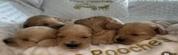 Maltipoo dogs for sale: ✨👑MALTIPOO PUPPIES 👑✨PARENTS KC✨HEALTH TESTED ✨ - Advert 4