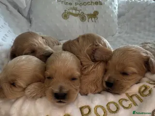 Maltipoo dogs ✨👑MALTIPOO PUPPIES 👑✨PARENTS KC✨HEALTH TESTED ✨ - Advert 7