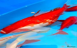 Goldfish fish for sale: GOLDFISH KOI CARP GHOST CARP BUTTERFLY KOI FISH - Image 1