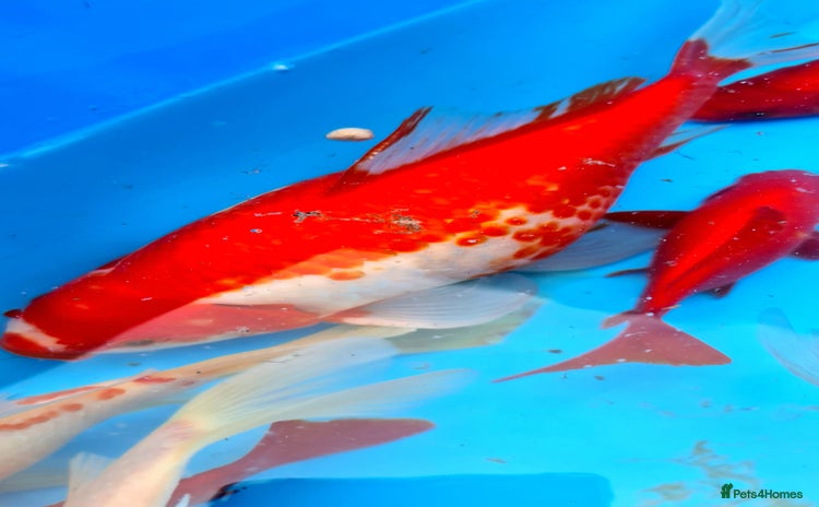 Goldfish fish - Advert 4