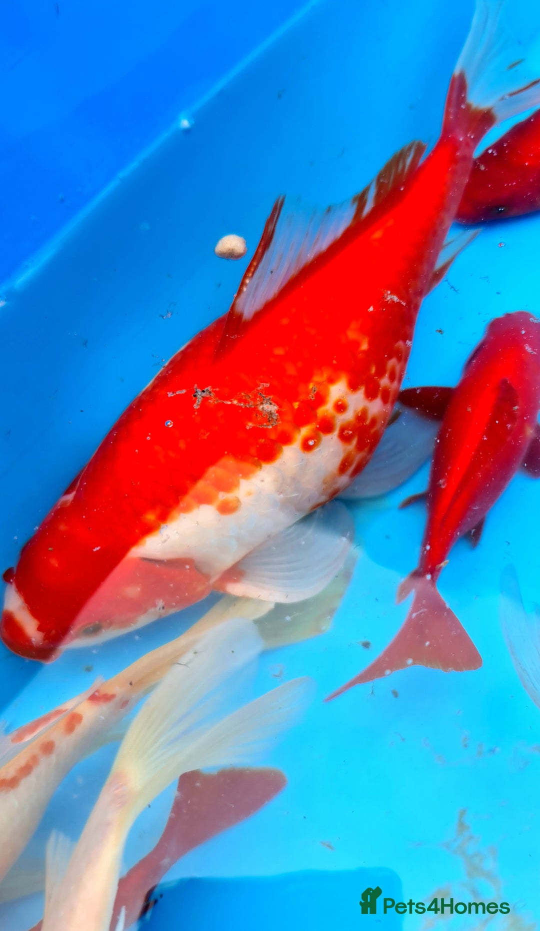 Goldfish fish for sale: GOLDFISH KOI CARP GHOST CARP BUTTERFLY KOI FISH - Image 1
