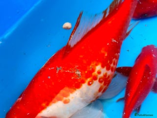 Goldfish fish - Advert 17