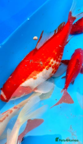 Goldfish fish - Advert 7