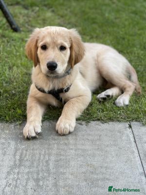 Golden Retriever dogs forever home needed for my beautiful boy - Advert 2