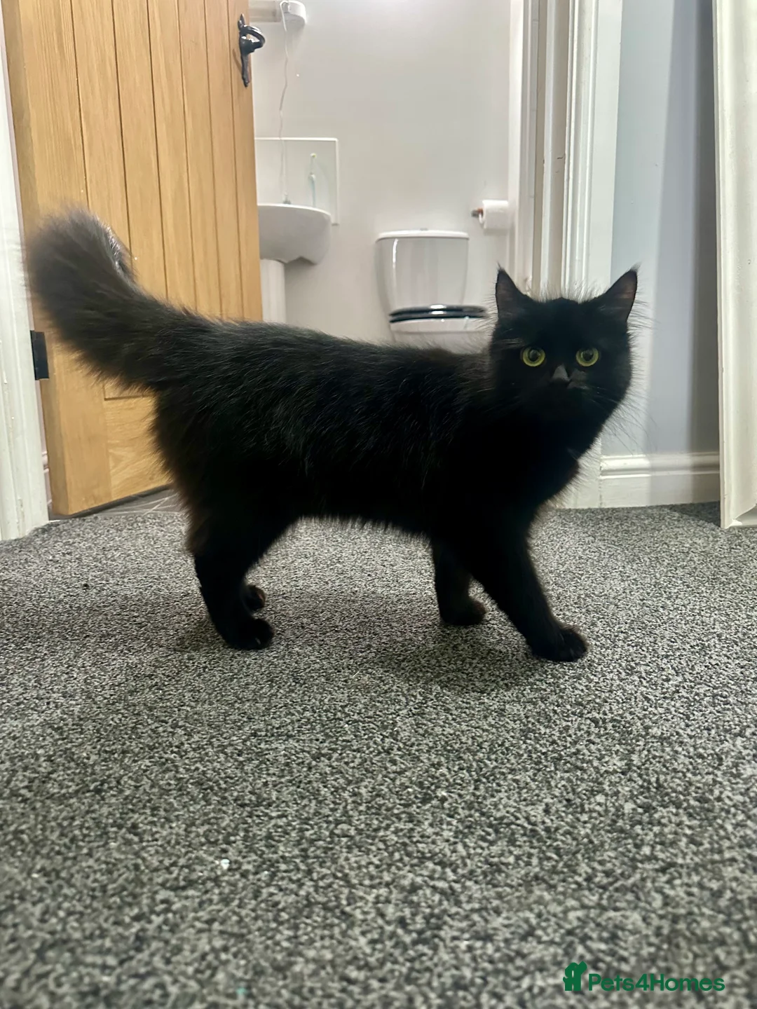 Mixed Breed cats for sale: 1 year old Black Long Haired kitty. - Advert 3