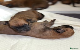Belgian Shepherd Dog dogs for sale: Belgian Malinois Puppies  - Image 6