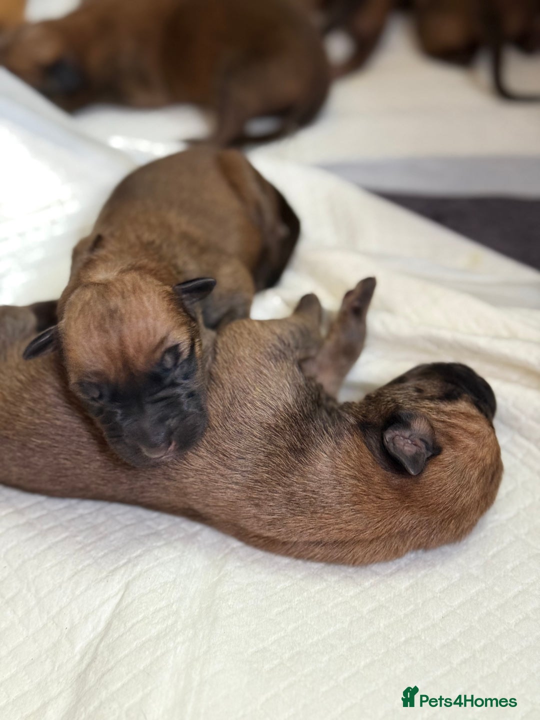 Belgian Shepherd Dog dogs for sale: Belgian Malinois Puppies  - Image 6
