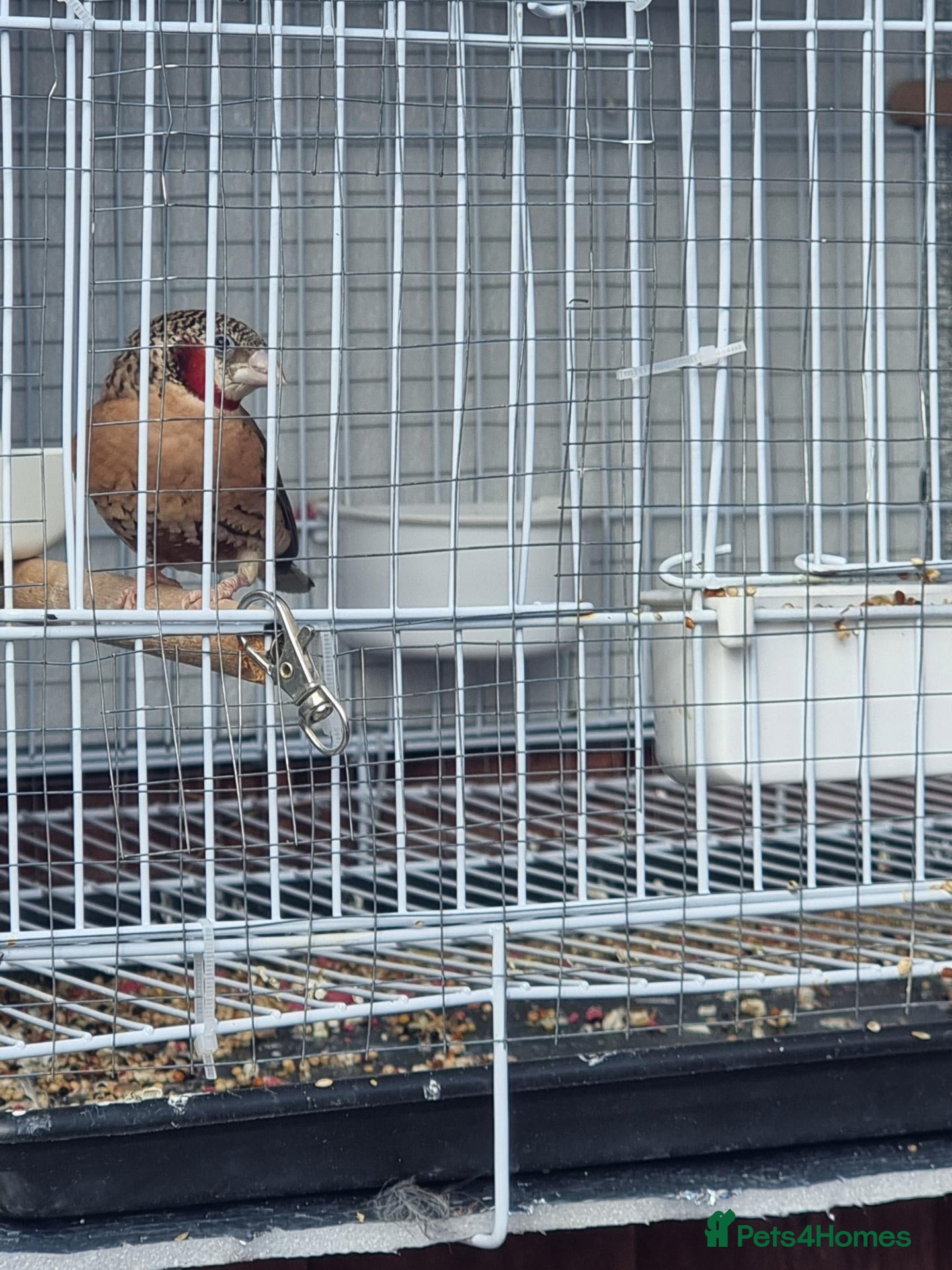 Finches birds for sale: Birds for sale in Stoke-on-Trent  - Advert 16