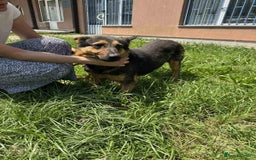 German Shepherd dogs for adoption: RICO  - Image 12
