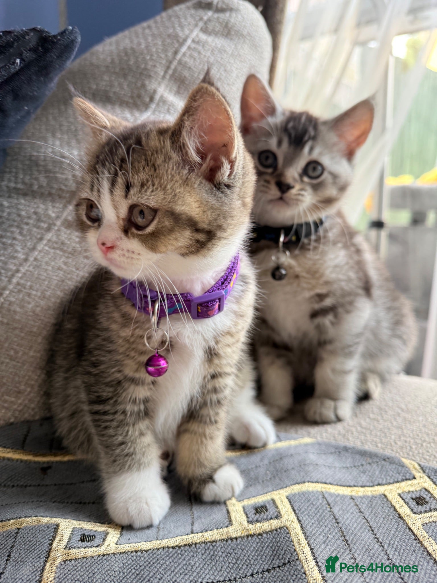 Scottish Fold cats  * Pure Scottish Straight for Sale! - Advert 15