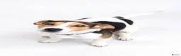 Jack Russell dogs for adoption: Winston 🐾 - Advert 2
