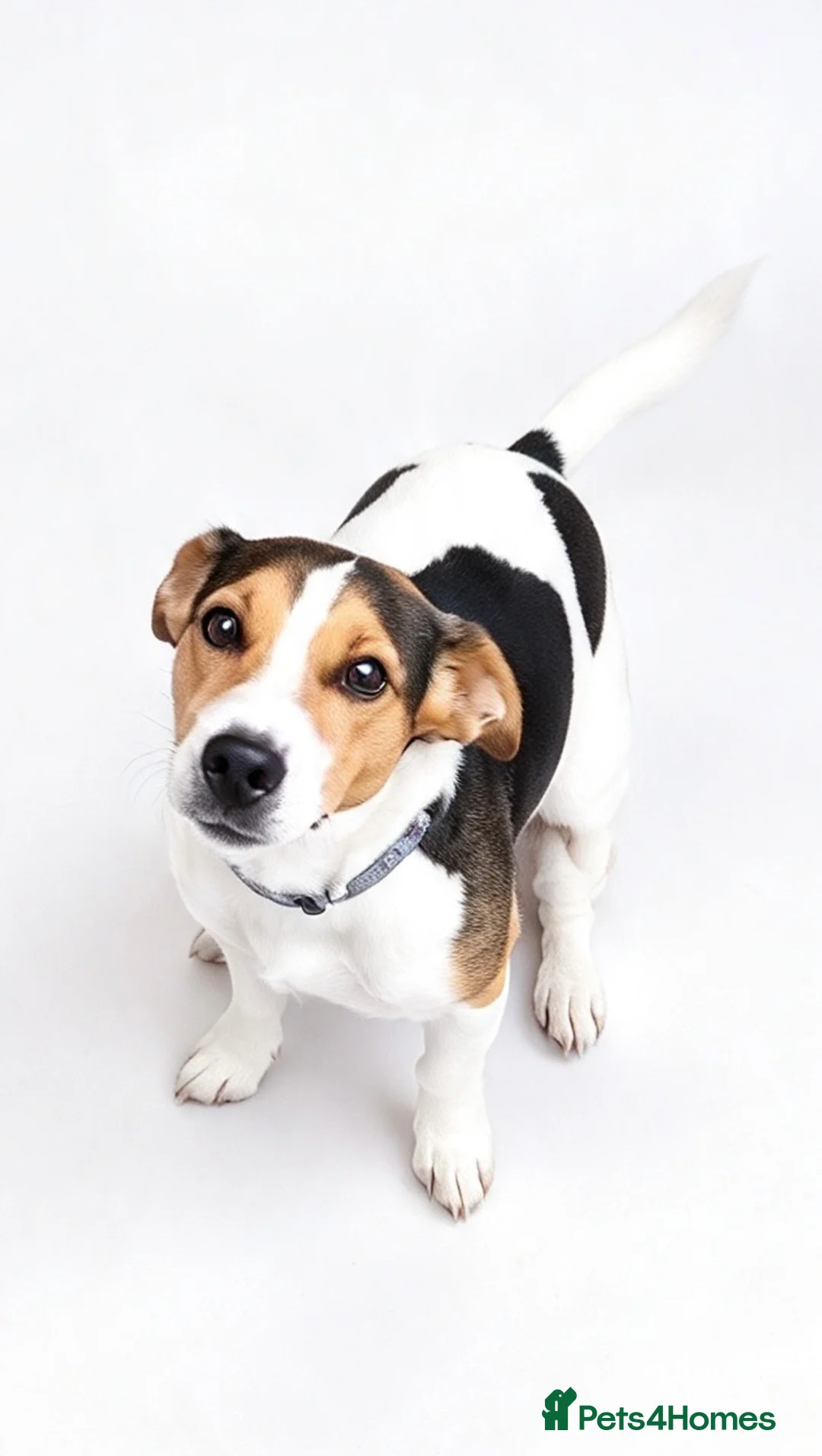 Jack Russell dogs for adoption: Winston 🐾 - Advert 2