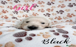 Golden Retriever dogs for sale: 1 LEFT *Ready to Go* Golden Retriever puppies 🐾 - Image 25