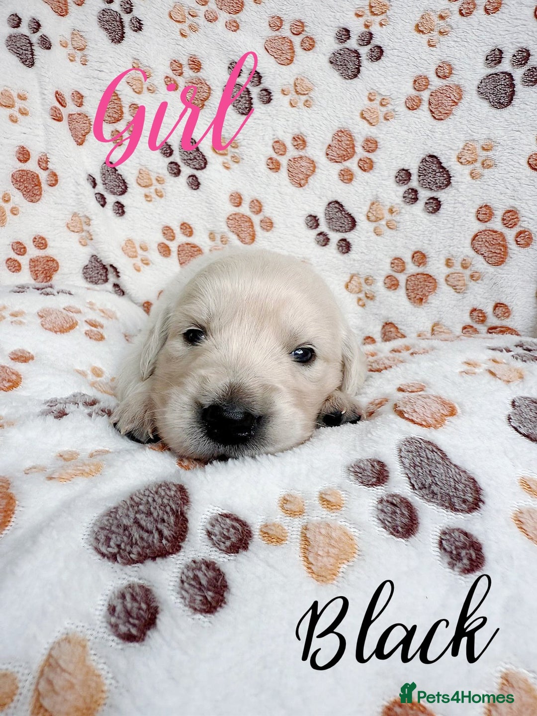 Golden Retriever dogs for sale: 1 LEFT *Ready to Go* Golden Retriever puppies 🐾 - Image 25