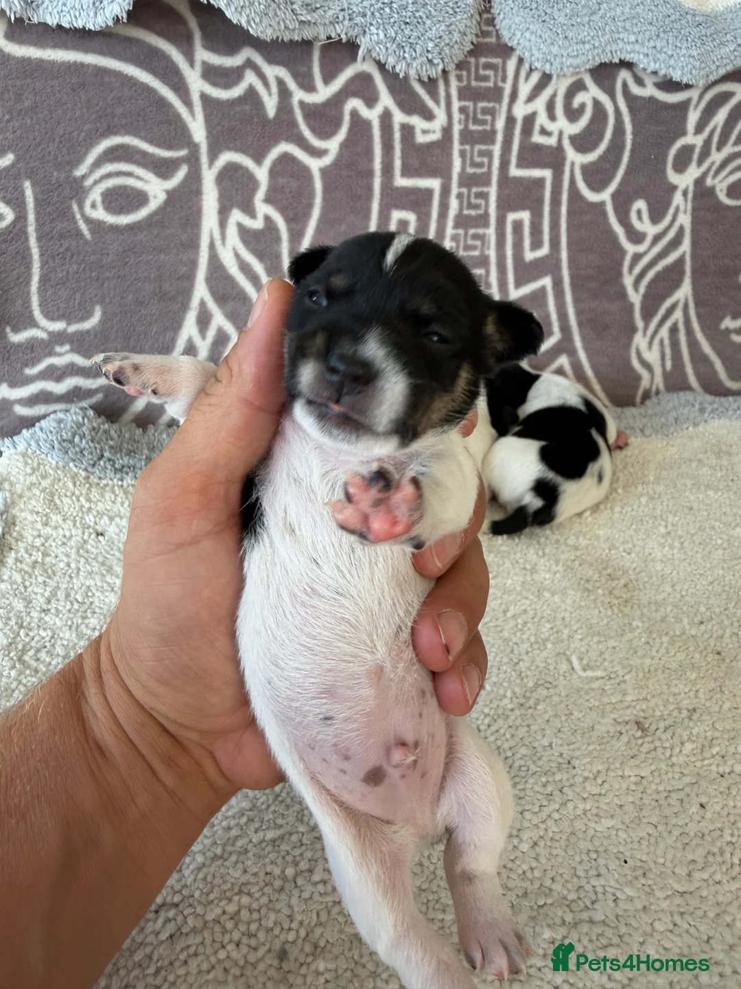 Jack Russell dogs for sale: Short legged Jack russells - Advert 2