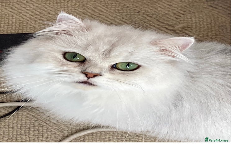 Persian cats - Advert 6