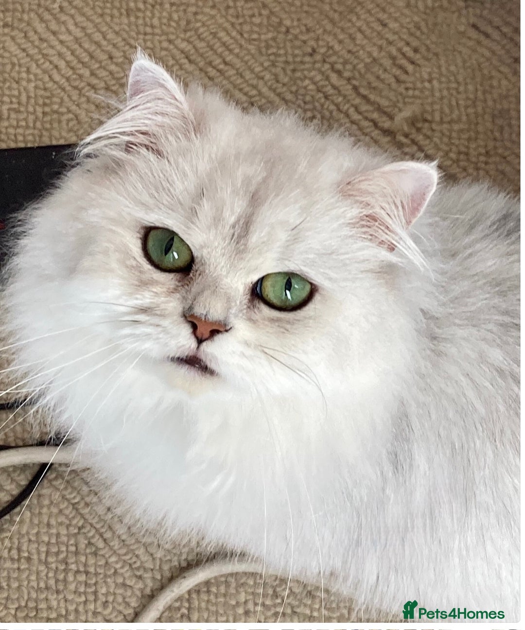 Persian cats for sale: Pedigree Persian silver chinchilla female - Image 1