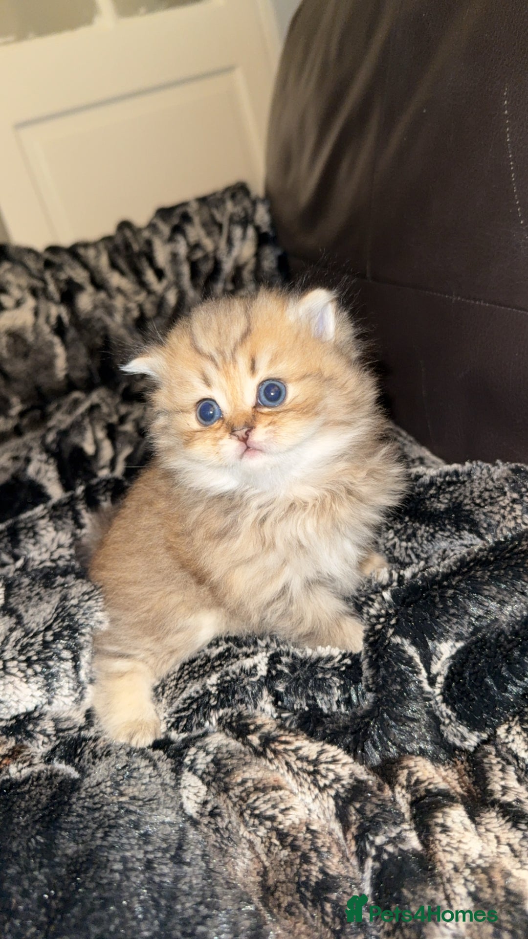 Persian cats for sale: Persian chinchilla kittens  - Advert 15