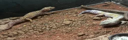 Leopard Gecko reptiles for sale: Breeding Pair of Leopard Geckos - Advert 2