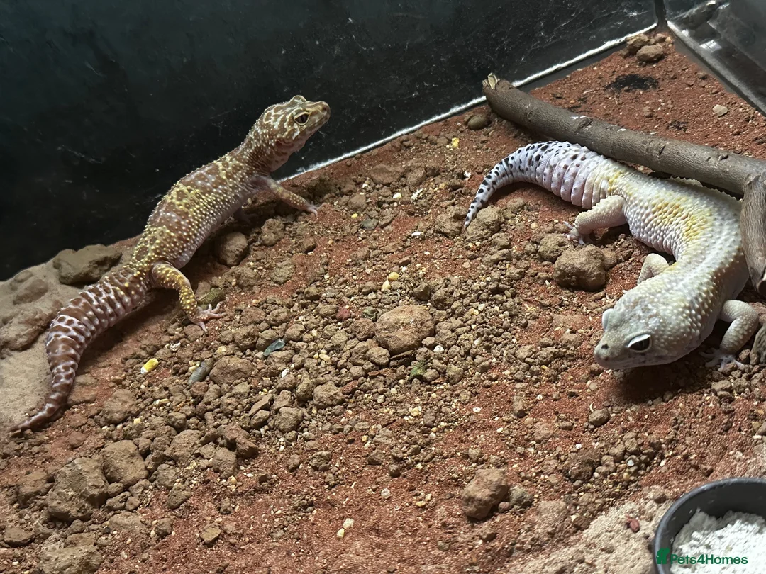 Leopard Gecko reptiles for sale: Breeding Pair of Leopard Geckos - Advert 2