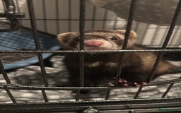 Ferret rodents for sale: Female ferret for sale - Advert 2