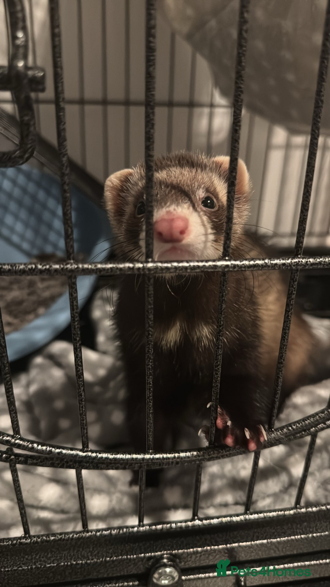 Ferret rodents for sale: Female ferret for sale - Advert 2