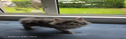 Maine Coon cats for sale: Stunning pure maine coons 1 boy and 1 girl left  - Advert 8